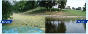 SonicSolutions ultrasonic before and after treatment to control algae